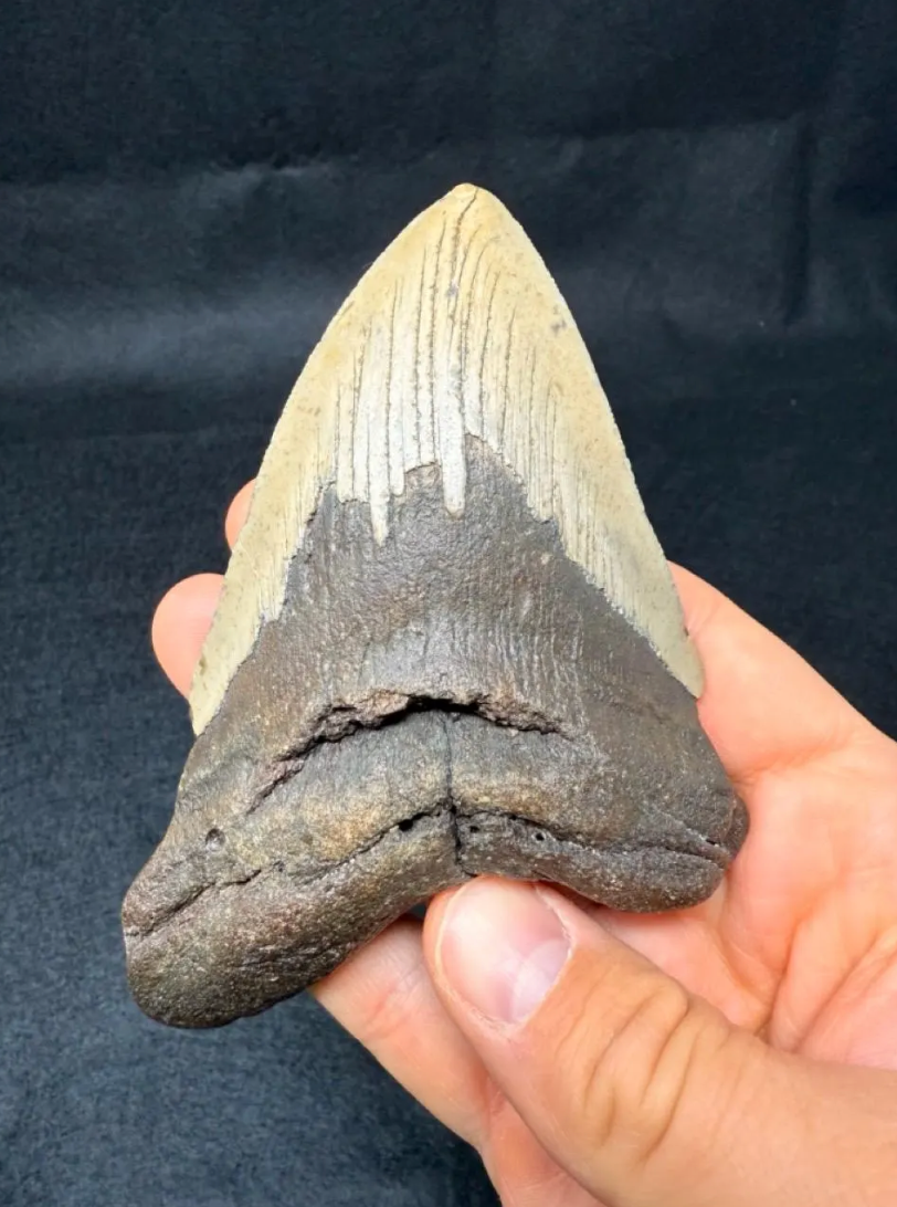 5.34-Inch Megalodon Tooth