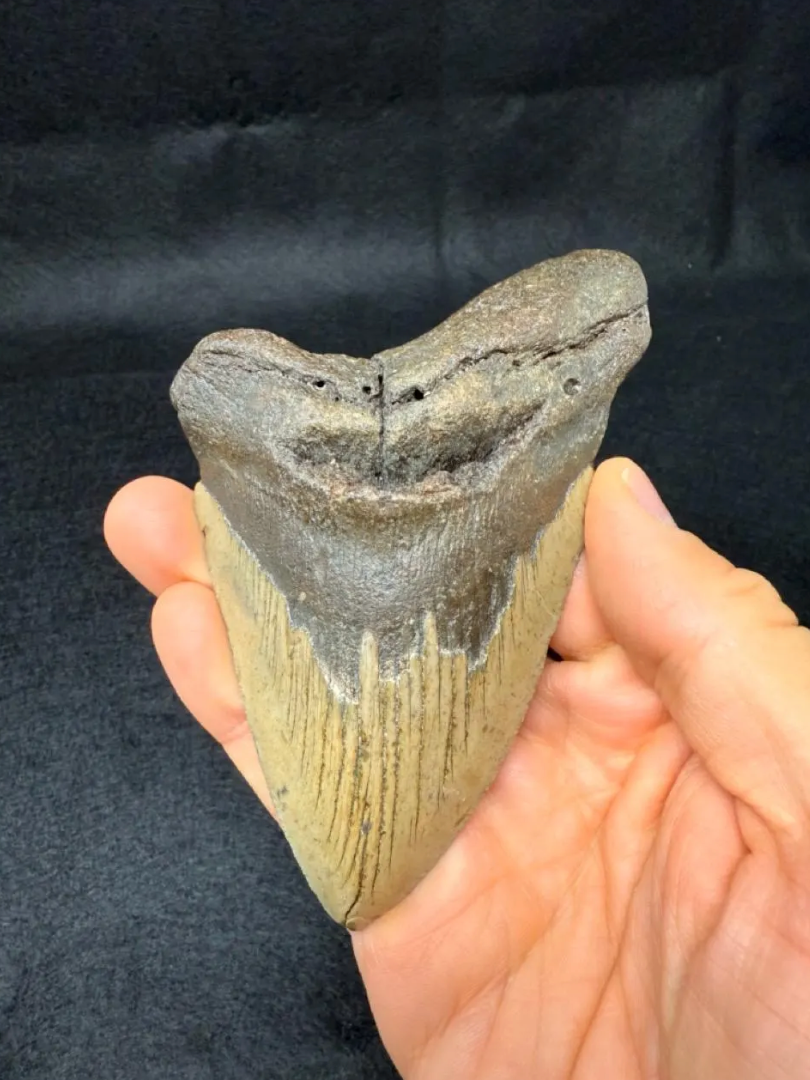 5.34-Inch Megalodon Tooth