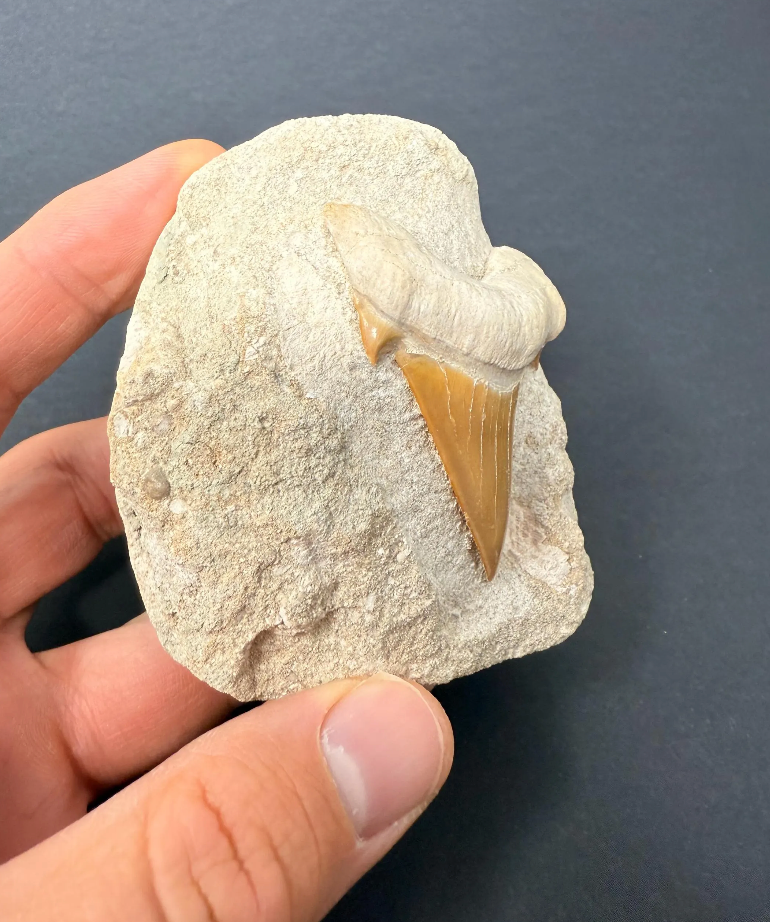 50-Million-Year-Old Otodus Shark Tooth