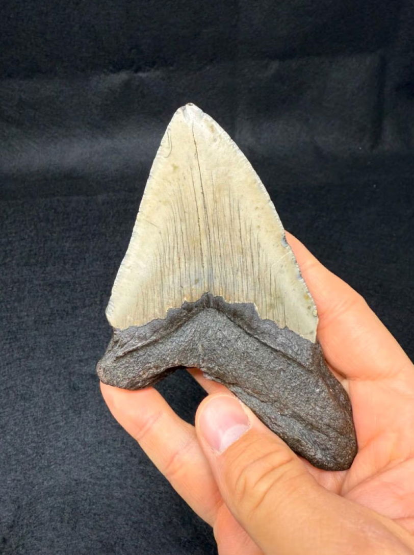 5.34-Inch Megalodon Tooth