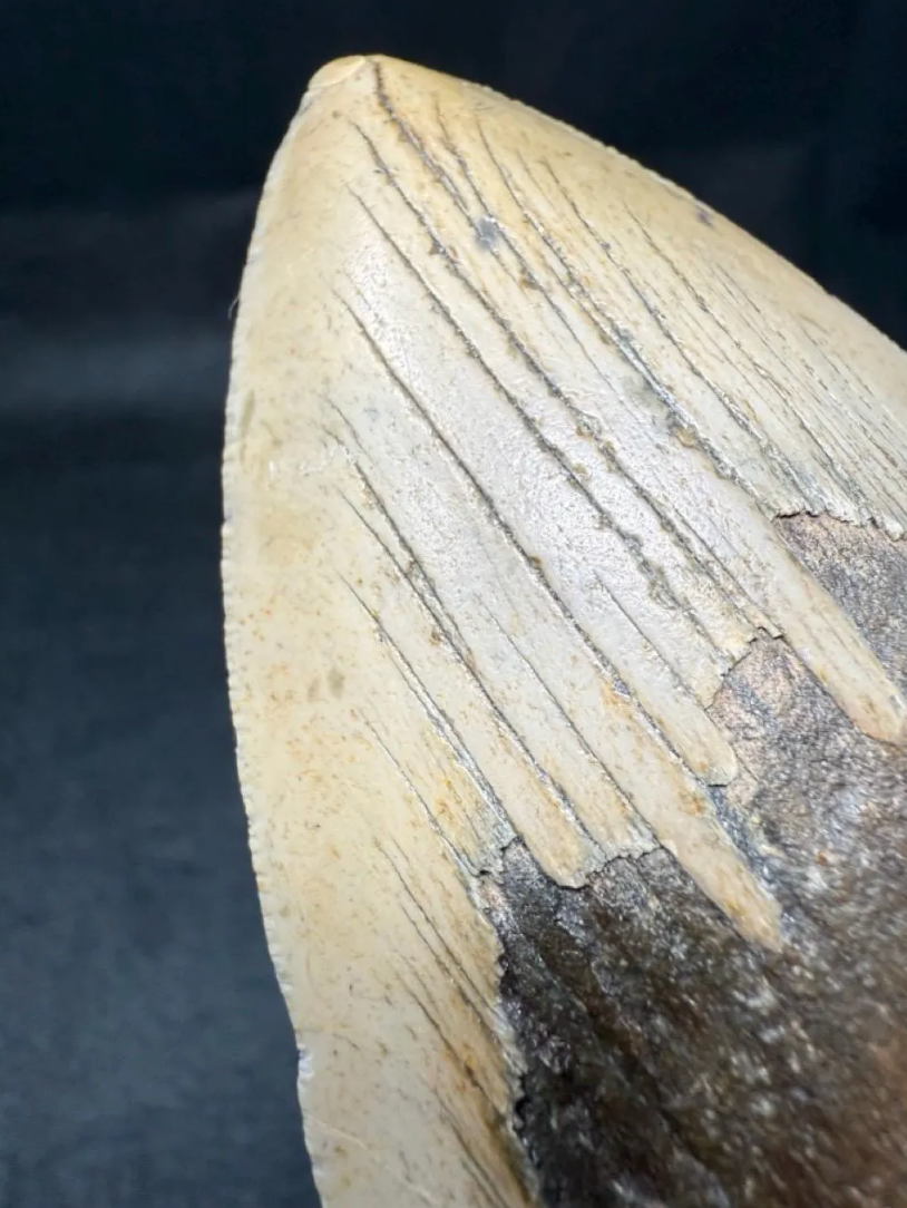 5.34-Inch Megalodon Tooth
