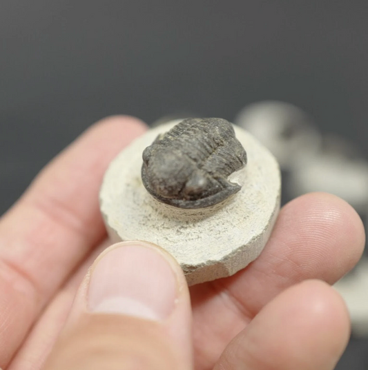 ONE TRILOBITE FOSSIL - Rare Gerastos Fossil in Matrix ≈ 1.5 — 2.5 cm (.59 - .98 inch) - 400 Million Years Old - Morocco. Perfect gift.
